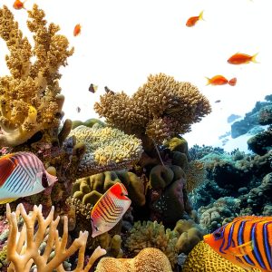Princeton University Press Ecology Marine Life Kindle Book-0